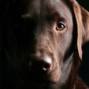 Meet your Posher, Layla